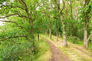 Beautiful alley in a wild forest (Normandy, France). Green foliage. Luxurious peaceful nature....