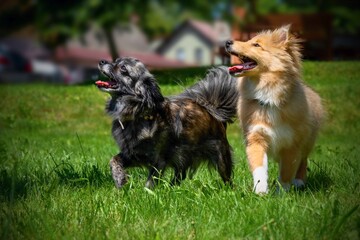 Two cute dogs (chihuahua and sheltie on garden lawn.