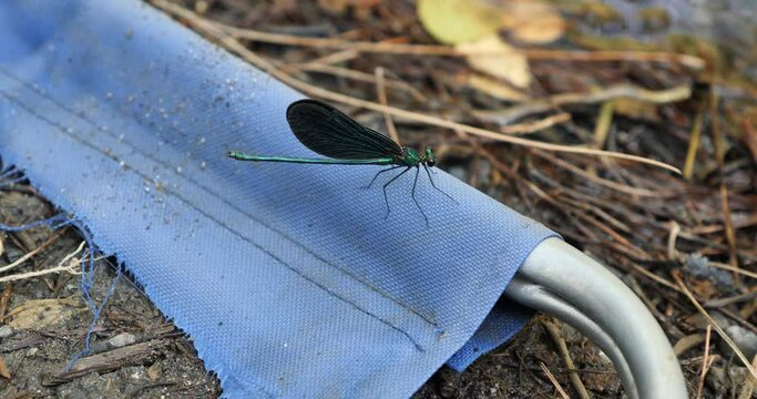 slow moton blue dragonfly by river amazing color by nature 