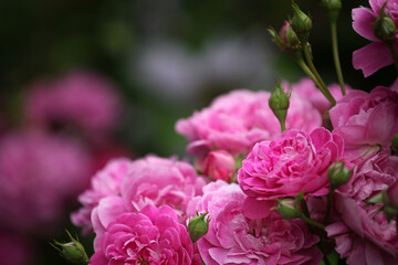 image of flower summer garden