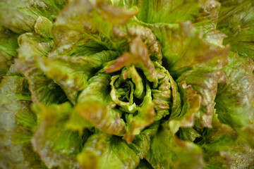 Macro view of a lettuce heart.