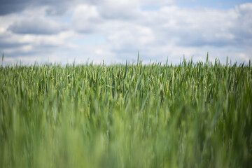 closeup green field under a cloudy sky, rural agricultural background