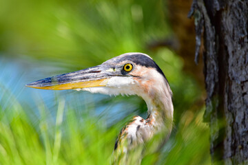 Great blue heron portrait