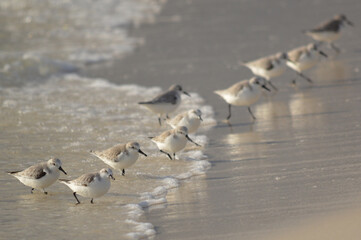 Sanderlings in the surf
