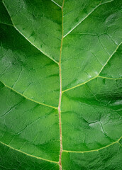 Fototapeta na wymiar Burdock leaf texture