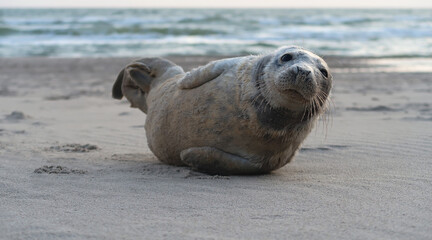 seal lying on the beach © BVpix