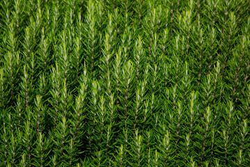 bushes of rosemary, background