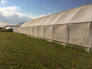 Fototapeta na wymiar Tunnel greenhouses for wholesale agricultural production, which protect crops from the external climate.