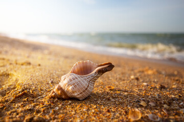 closeup twisted marine shell lie on a sandy sea beach at the early morning, summer sea vacation...