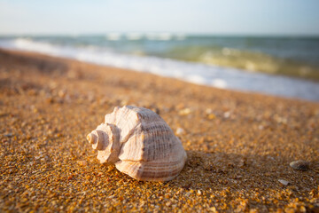 Fototapeta na wymiar closeup twisted marine shell lie on a sandy sea beach at the early morning, summer sea vacation background