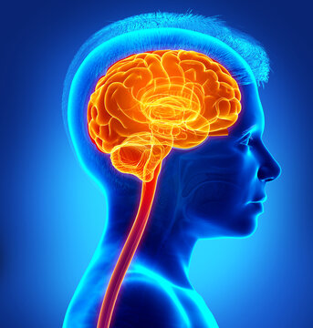 3d rendered, medically accurate illustration of a young boy highlighted brain /headache