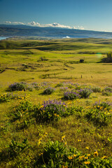 Wildflowers in the rolling hills above the Columbia River in Columbia Hills State Park, Washington.