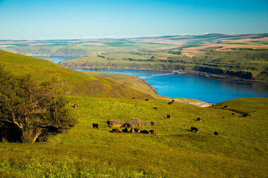 Wildflowers and grazing cattle in the rolling hills above the Columbia River in Columbia Hills State Park, Washington.
