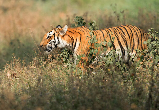 Tigress Parwali in the bushes, Jimcorbett national tiger reserve India