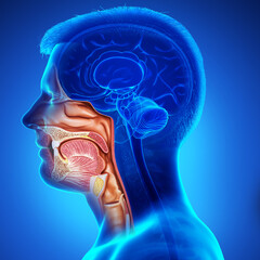3d rendered, medically accurate illustration of male Trachea and esophagus anatomy