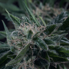 Macro of cannabis flowers and leaves on a dark background