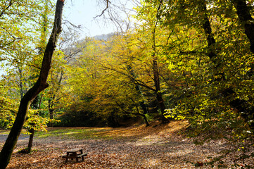 A resting area in the forest, a table and benches made of wood.