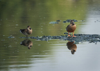 Northern Shovelers at Tubli bay, Bahrain