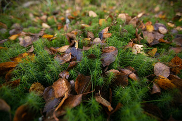 
leaves and moss in the autumn in the forest