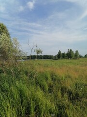 landscape with trees and clouds