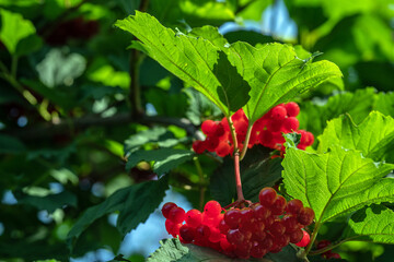 Ripe red viburnum berries are brightly lit by the sun. Selective focus.