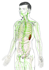 3d rendered medically accurate illustration of a male lymphatic system