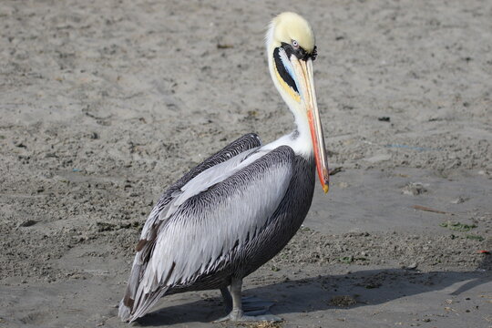Pelican in the Paracas Natural Reserve