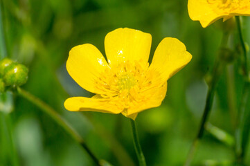 Pretty Caltha palustris (Marsh Marigold) flower.