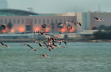 Greater Flamingos flying at Eker coast during dusk, Bahrain