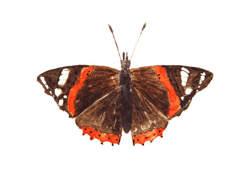 Watercolor drawing of the butterfly red admiral isolated on the white background. Handmade illustration of red butterfly admiral