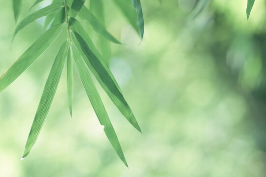 Bamboo leaves in fresh clear morning air. A serene in green nature atmosphere of beautiful bamboo forest. Image made in cool tone for background and wallpaper in simple and calm of a zen mood.