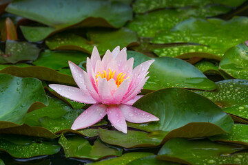 Pink water lily or lotus flower Marliacea Rosea in garden pond. Nymphaea with water drops in garden pond. Flower landscape for nature wallpaper with copy space. Selective focus