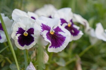 (Viola × wittrockiana) Pansy unpretentious beauty