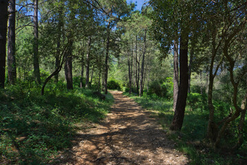 Fototapeta na wymiar Typical mediterranean forest near Parpalló Cave (Gandía , Spain)