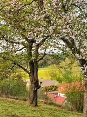 Blooming apple tree in the garden