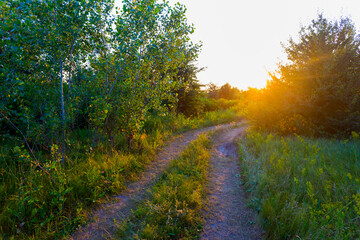 ground road in a forest at the sunset, evening outdoor background