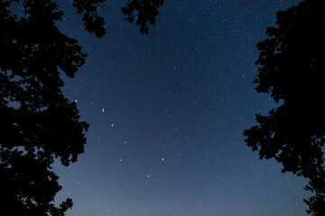 Ursa Major constellation on a night starry sky background above a tree silhouette