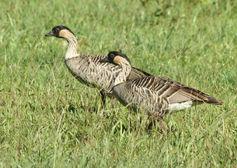 Two Nene (Hawaiian Geese) on green grass.  It is an endemic species found only on the islands of Hawaii. 