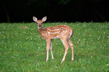 Naklejka na ściany i meble White-tailed deer fawn in an open meadow