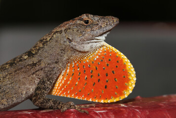 A male Brown Anole (Anolis sagrei) shows off his bright red dewlap to warn other lizards to stay...