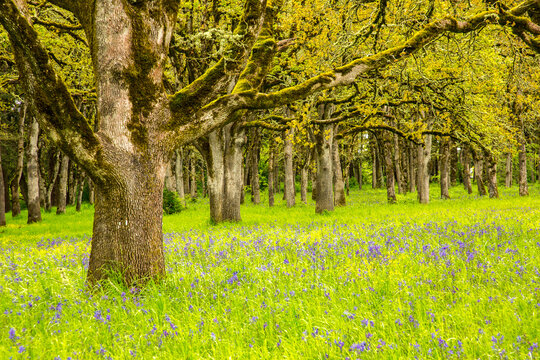 Oak trees and camas flowers in Bush Pasture  park  in Salem, Oregon.