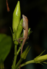A young brown anole (Anolis sagrei) clings to a plant stem while it sleeps at night.  Its tiny eyes are closed while it gets some rest. 