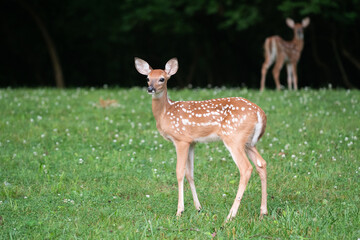 Naklejka na ściany i meble White-tailed fawn with doe and twin in background