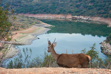A young deer in the Monfrague National Park looking at the Tagus river in the mountains of...