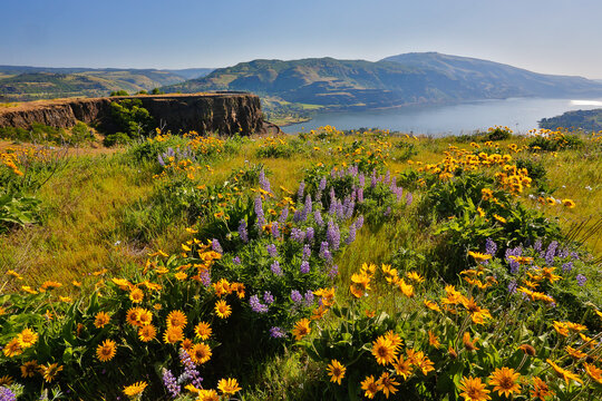Lupine and balsom root flowers and the Columbia River at the Tom McCall Preserve in the Rowena hills in the Columbia River Gorge National Scenic Area., Oregon.