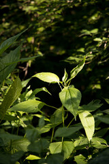 green leaves in the morning sun