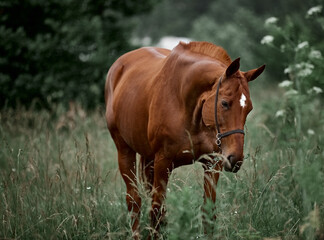 Beautiful red horse walks in the meadow on the loose