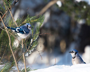 Blue Jay Bird Stock Photos.  Blue Jay Bird perched. Blue Jay Birds winter season