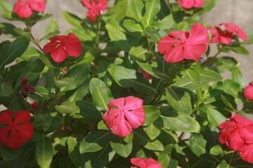 the flower blackground beautiful rose. National park in Thailand. Trekking and tourism in Asia. New experience in contact with nature. Healthy spiritual lifestyle.World Earth Day, Valentine's Day 2020
