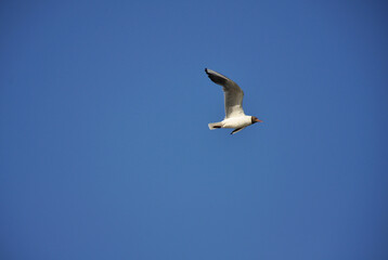 Fototapeta na wymiar Seagull against the blue sky. Birds, animals, nature